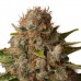 White Widow - Royal Queen Seeds